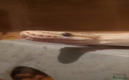 Python Snake reptiles for sale: Male royal python  - Image 3