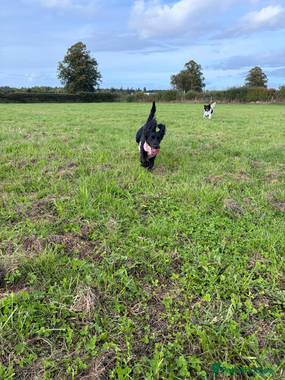 Cocker Spaniel dogs for sale: Rosie - Cocker Spaniel in Kidderminster - Advert 1