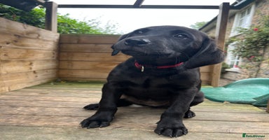 Labrador Retriever dogs - Advert 6