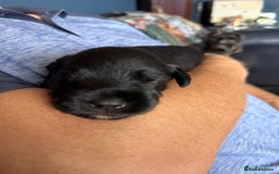 Miniature Schnauzer dogs for sale: Stunning pure black miniature schnauzer puppy - Image 7