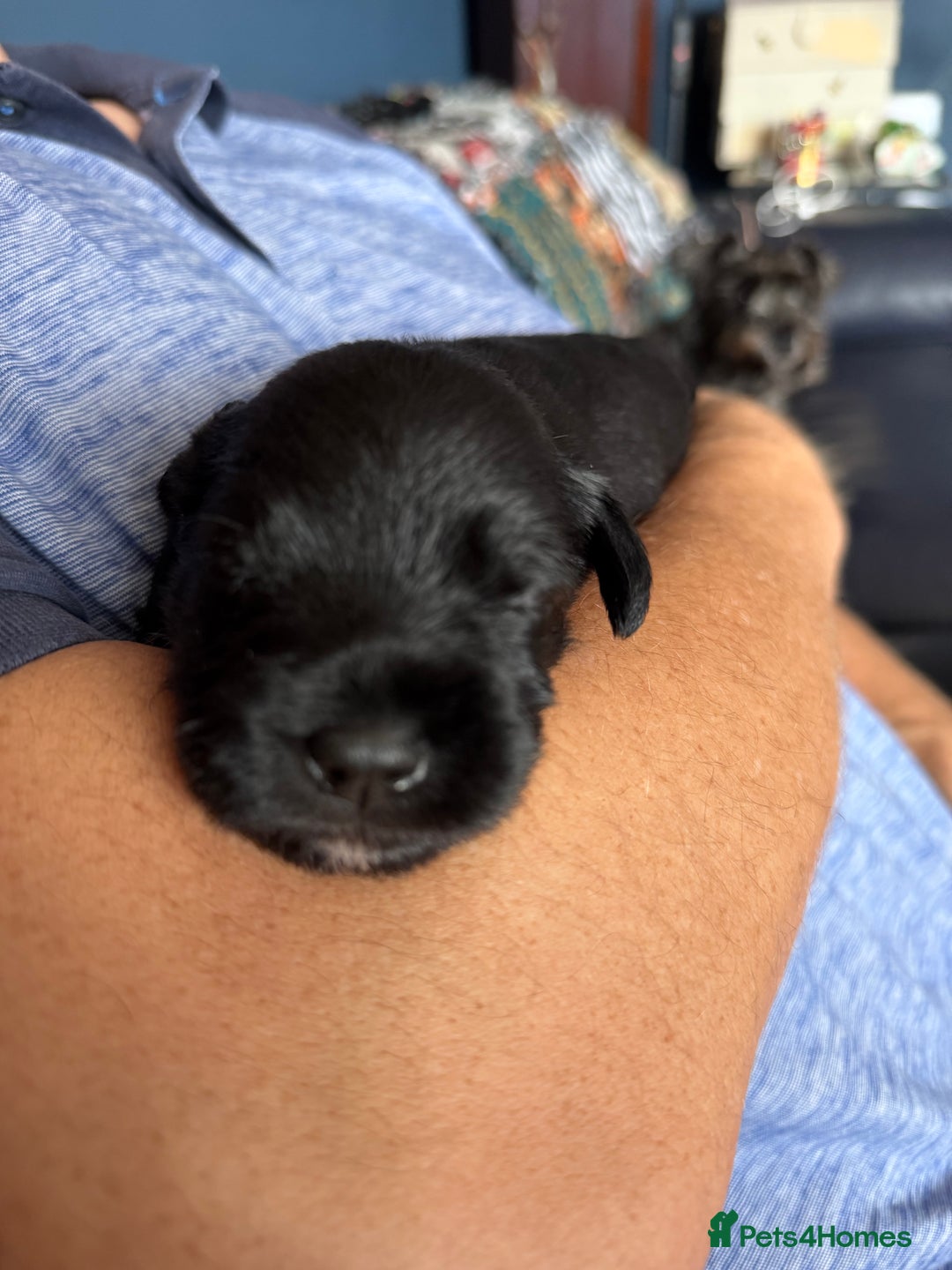 Miniature Schnauzer dogs for sale: Stunning pure black miniature schnauzer puppy - Image 7