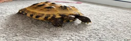 Tortoise reptiles for sale: Horsefield tortoise  - Advert 3
