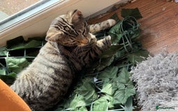 Burmese cats for sale: 4 boisterous kittens  - Image 8