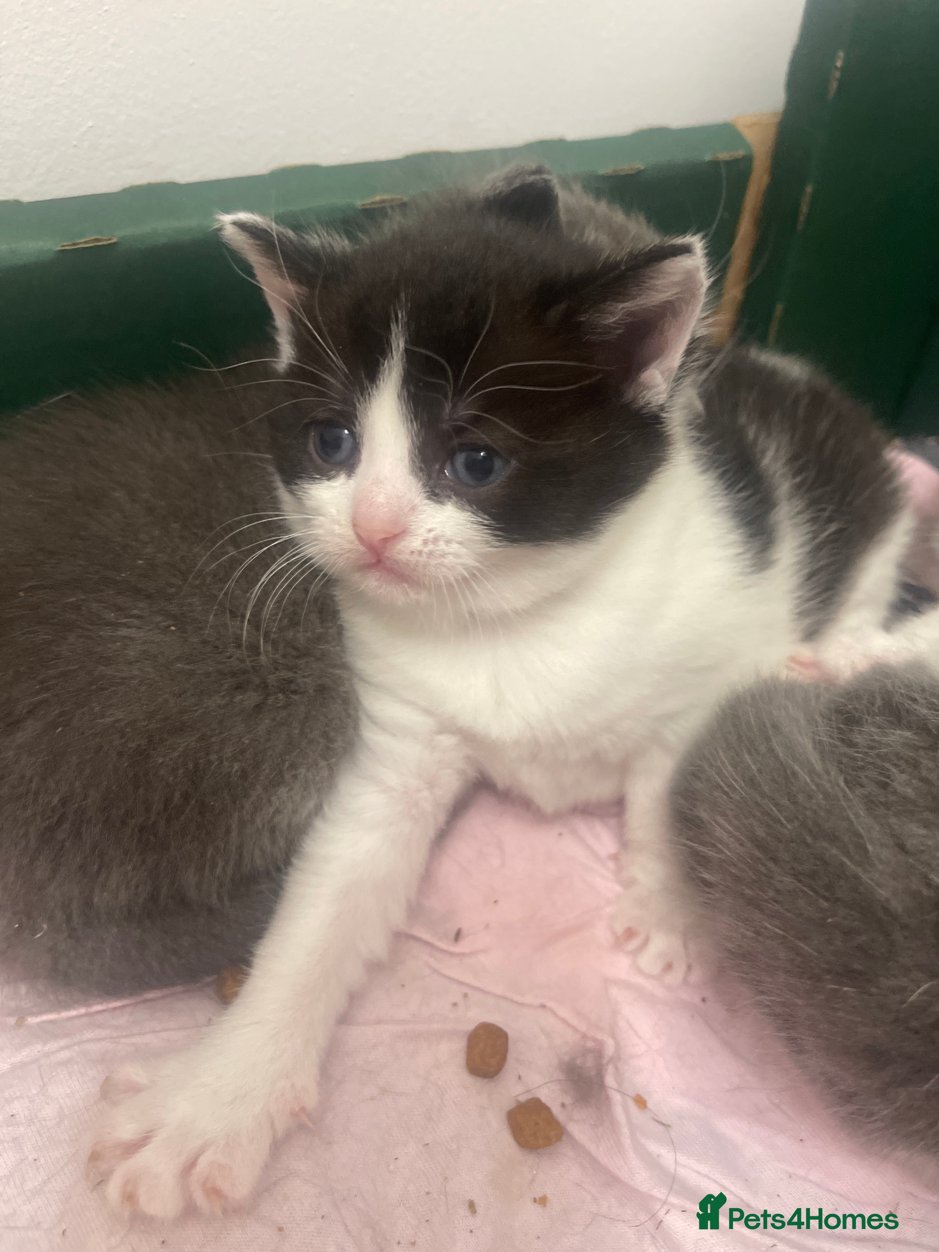 Mixed Breed cats for sale: 3 kittens in Wellingborough - Advert 3