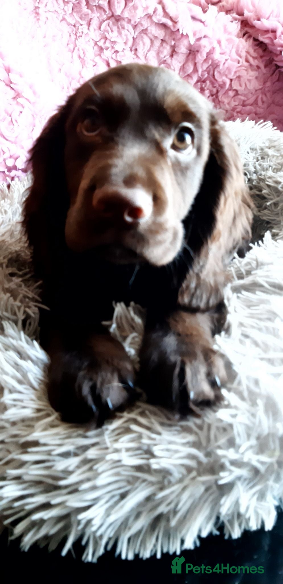 Cocker Spaniel dogs PRICE REDUCED KC reg Working Cocker Spaniel pups - Advert 2