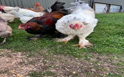 Hens poultry for sale: Beautiful Brahmas 4hens & 3 stunning cockerels  - Image 8