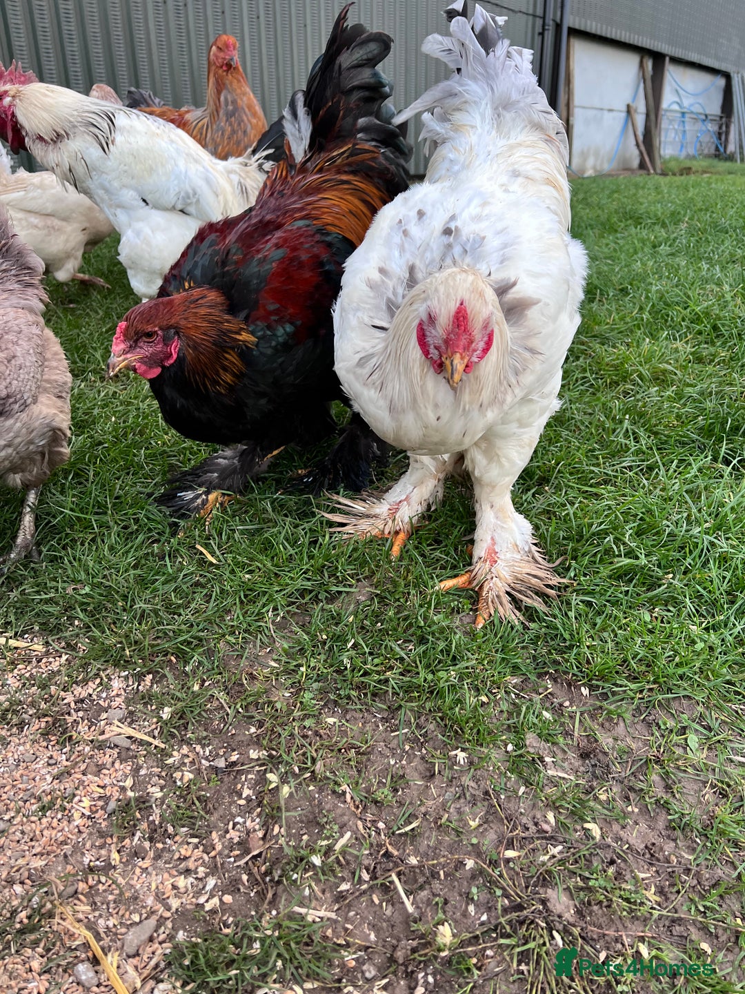 Hens poultry for sale: Beautiful Brahmas 4hens & 3 stunning cockerels  - Image 8