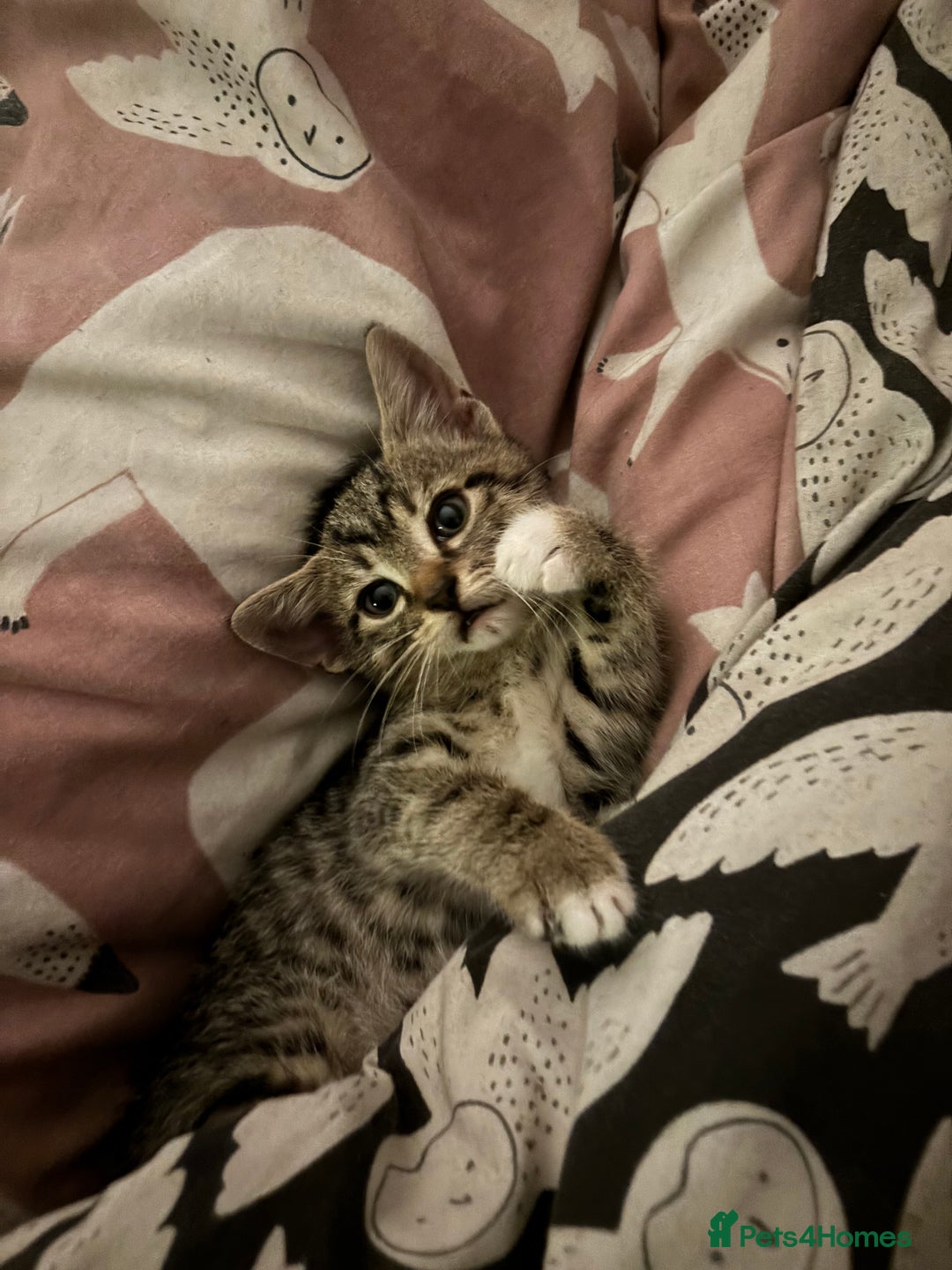 Mixed Breed cats for sale: Kittens 😸 MaineCoon x kittens READY TODAY ❤️😸🐈 - Image 2