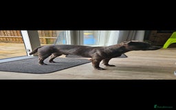 Staffordshire Bull Terrier dogs for stud: Blue staffie up for stud - Image 7