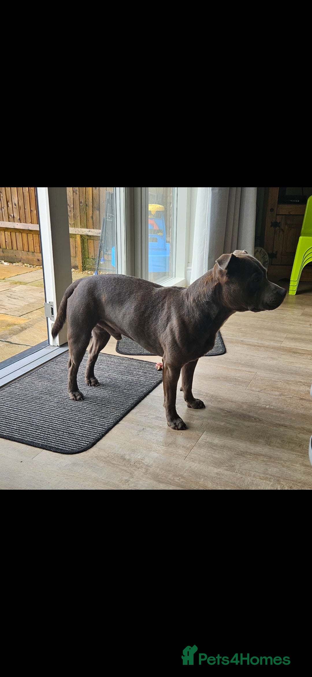 Staffordshire Bull Terrier dogs for stud: Blue staffie up for stud - Image 7