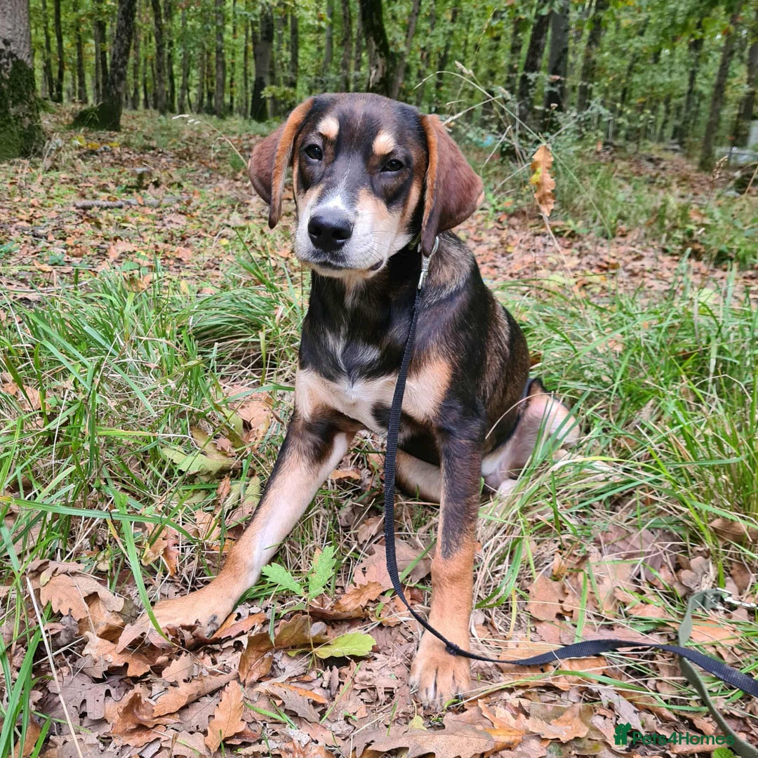 Mixed Breed dogs for adoption: Loving gentle Mike for adoption  - Image 1