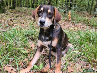 Mixed Breed dogs - Advert 3