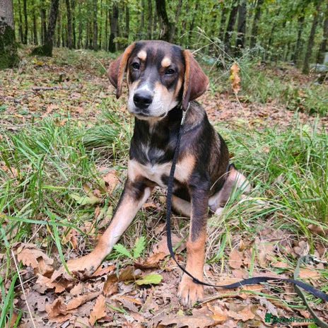 Mixed Breed dogs Loving gentle Mike for adoption - Advert 1