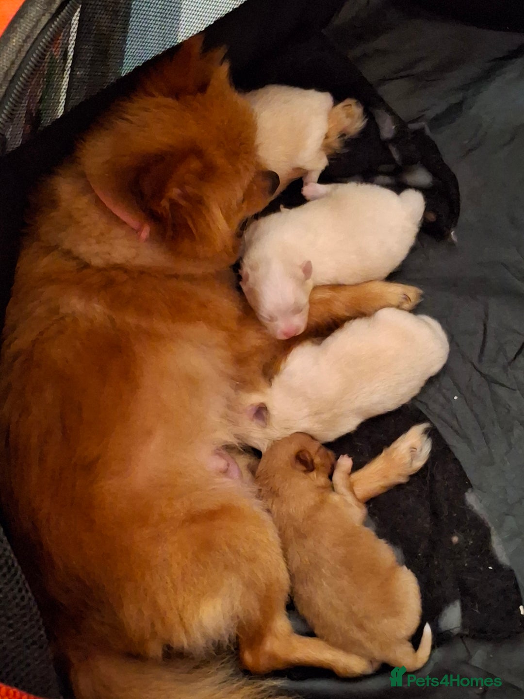 Pomeranian dogs for sale: 2 WELL BRED TEACUP POMERANIANS GIRLS - Image 6