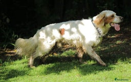 English Setter dogs for adoption: Dover in Woolacombe - Image 13