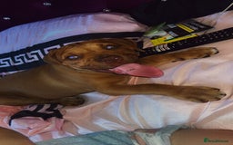 Mixed Breed dogs for sale: Rupert 10 week - Image 6