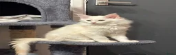 Maine Coon cats for sale: Pure White Full Breed Maine Coon Girl - Advert 8