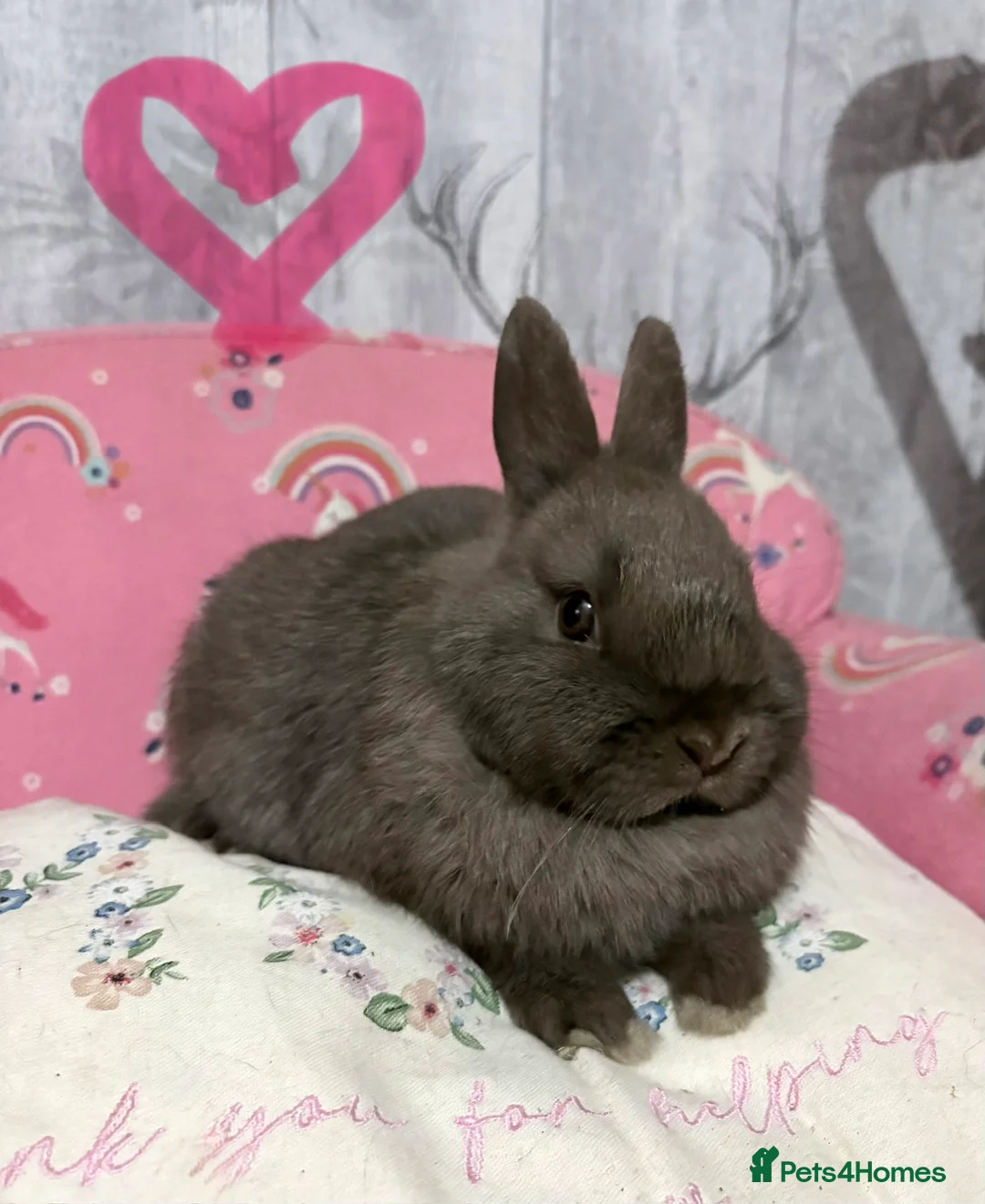 Netherland Dwarf rabbits for sale: 2 beautiful chocolate coloured netherland dwarfs - Advert 2