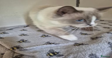 Ragdoll cats - Advert 10