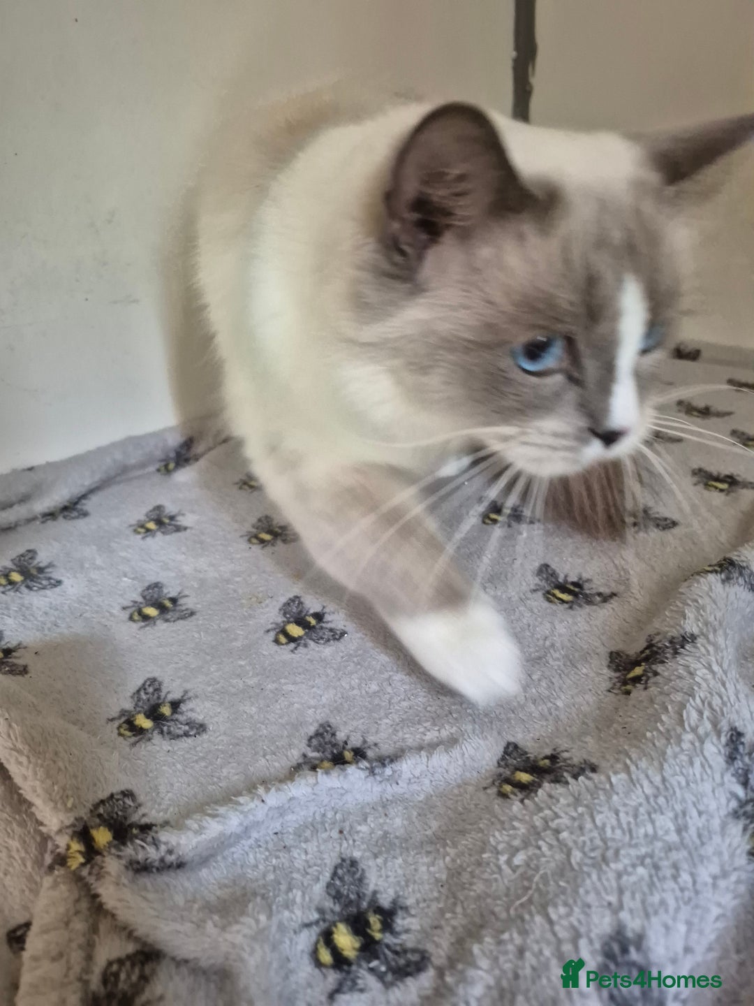 Ragdoll cats for sale: Adult ragdoll female  - Image 2