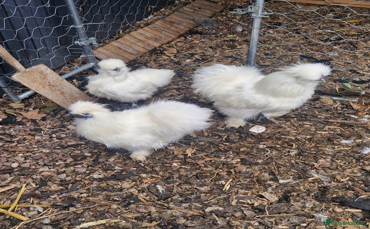 Chickens poultry - Advert 3