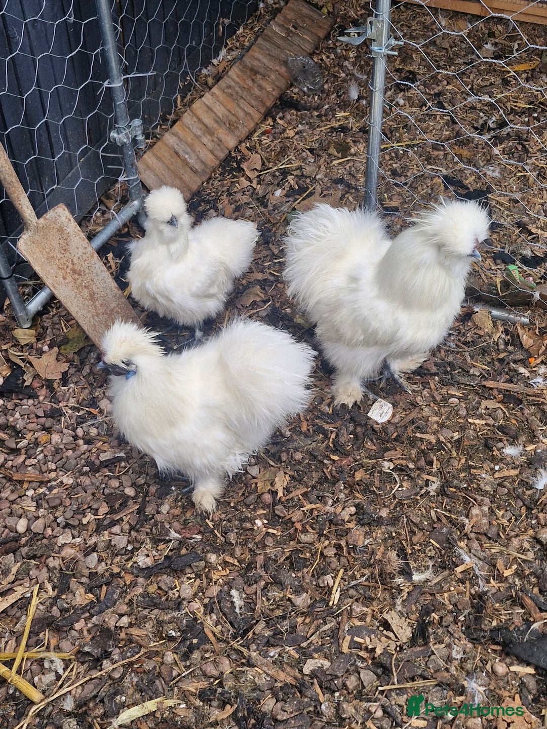Chickens poultry for sale: 3 x silkies  - Image 1