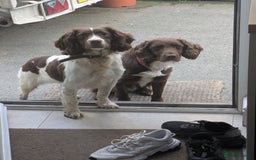 Sprocker dogs for sale: 🐶✨ F2 Sprocker Puppies – Growing Beautifully! ✨🐶 - Image 6