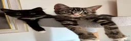Mixed Breed cats for sale: Beautiful kittens are looking for their new family - Advert 2