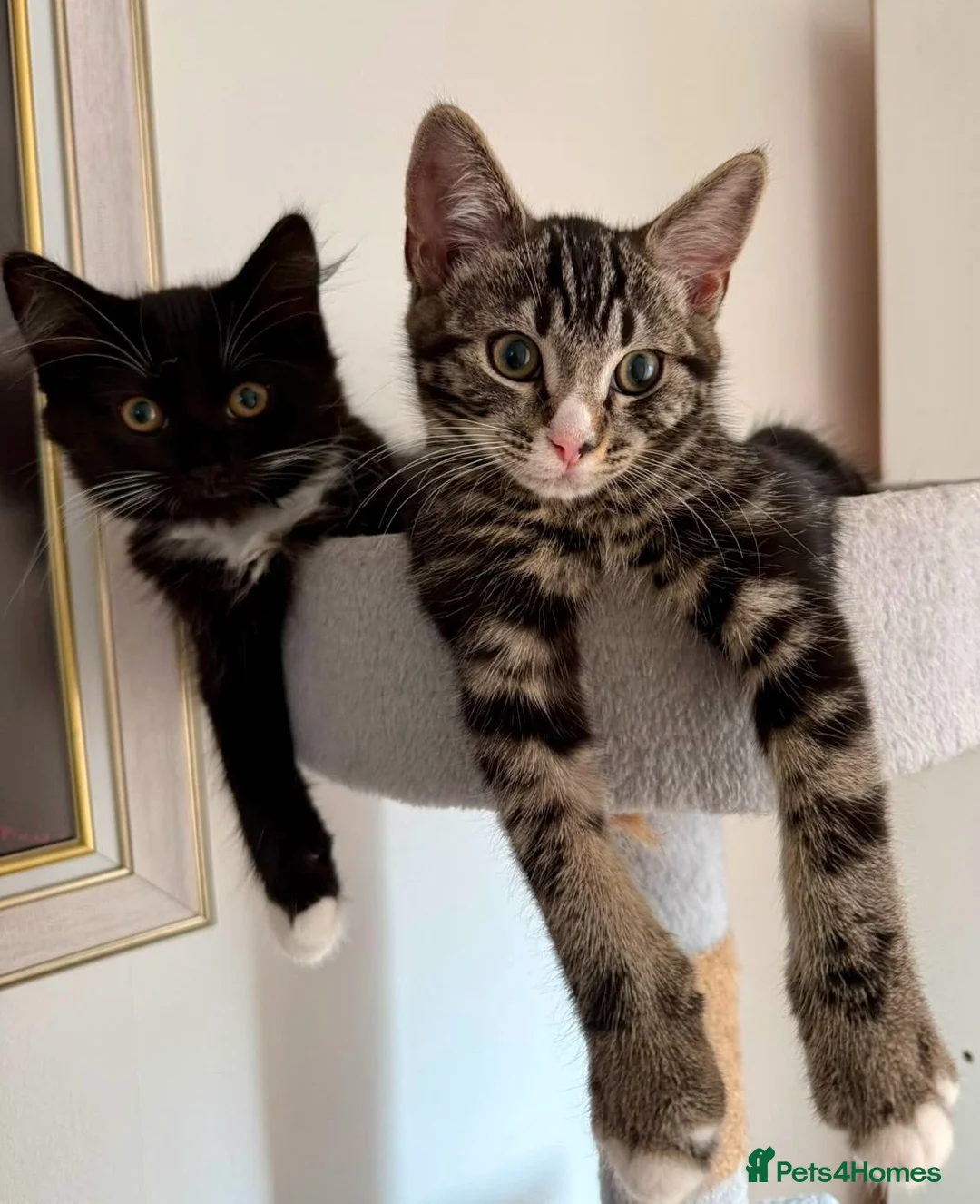 Mixed Breed cats for sale: Beautiful kittens are looking for their new family - Advert 2