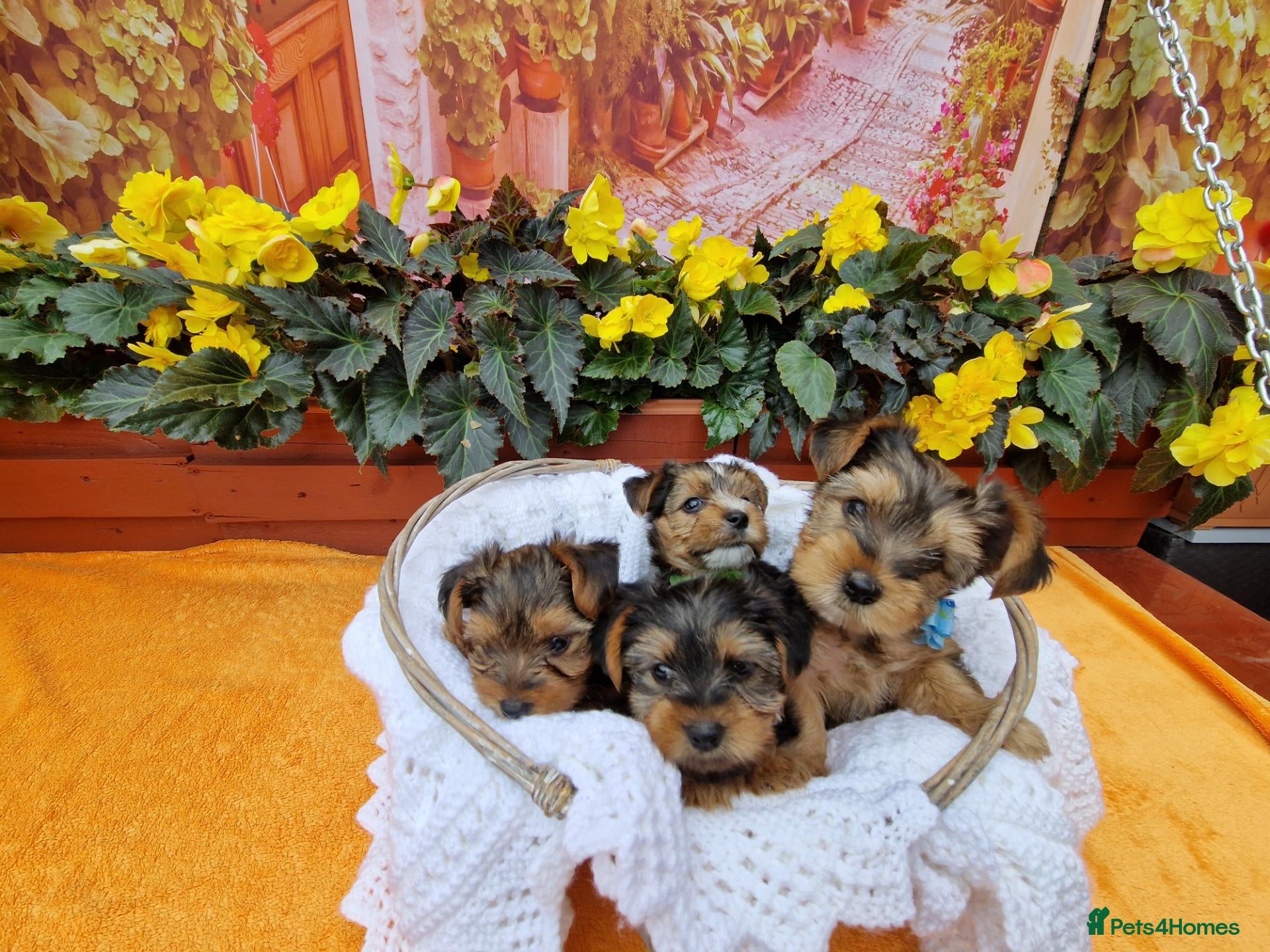 Yorkshire Terrier dogs Yorkshire Puppies for Sale - Advert 2