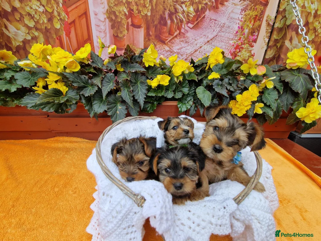 Yorkshire Terrier dogs for sale: Yorkshire Puppies for Sale - Advert 2