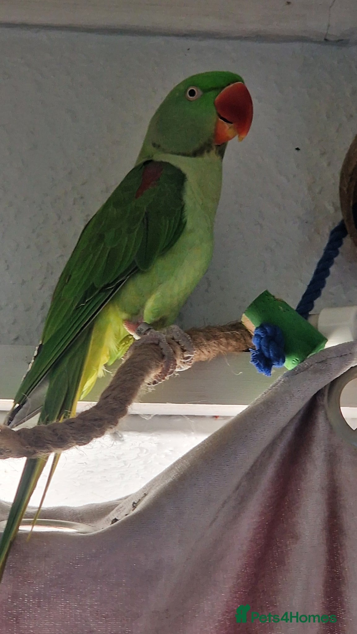 Parrots birds Boba the alexandrine - Advert 16