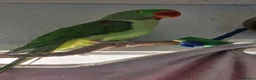 Parrots birds for sale: Boba the alexandrine in Nottingham - Advert 1