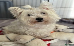 West Highland Terrier dogs for sale: KC West Highland Terrier - Image 5