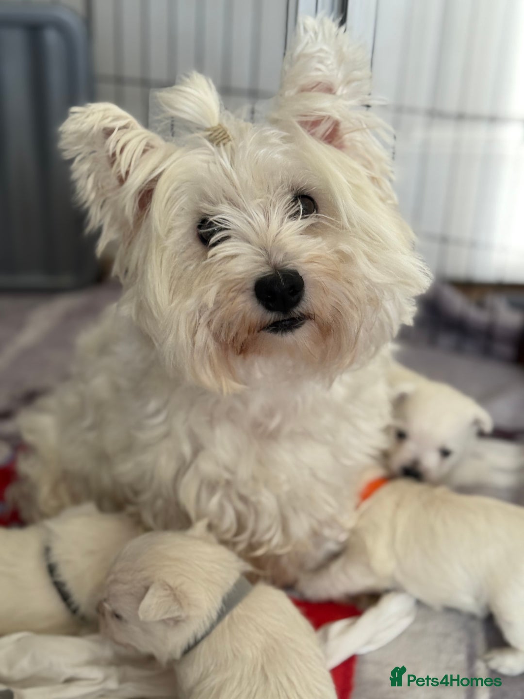 West Highland Terrier dogs for sale: KC West Highland Terrier - Image 5
