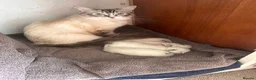 Ragdoll cats for sale: Ragdoll Kittens looking for their forever home in Woodford Green - Advert 6