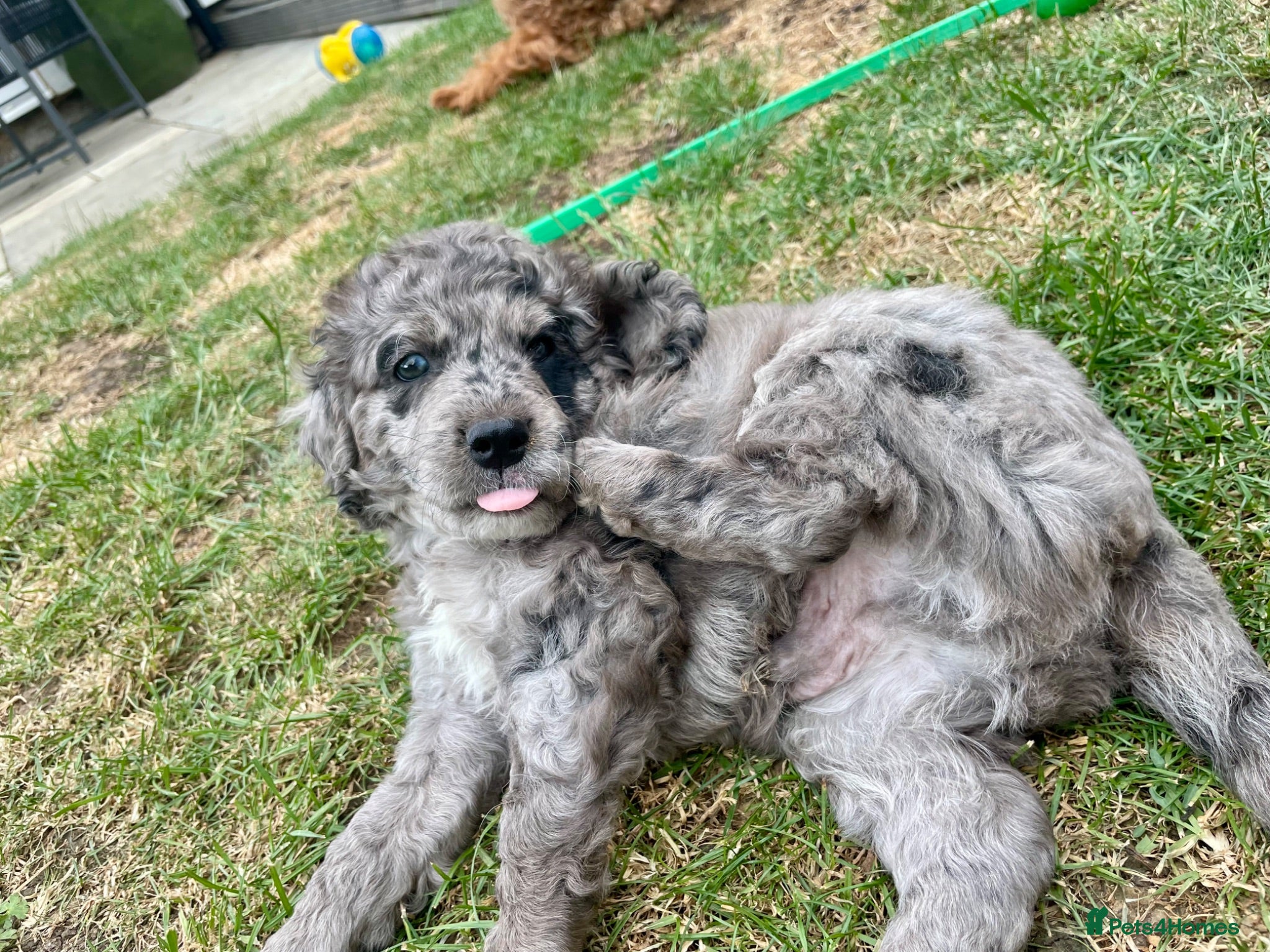 Cockapoo dogs Ready soon! Can be flexible on collection date  - Advert 18