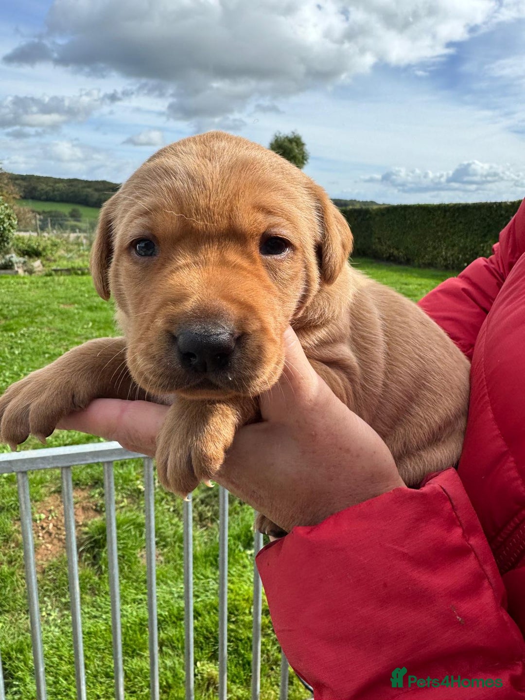 Labrador Retriever dogs for sale: 1st Class ⭐️⭐️⭐️⭐️⭐️ Licensed - Image 5