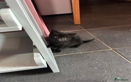 Mixed Breed cats for sale: Kittens for sale - Image 16