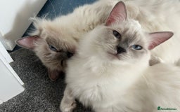 Ragdoll cats for sale: 💔 Rehoming Active Ragdoll Queens TICA Registered - Image 11