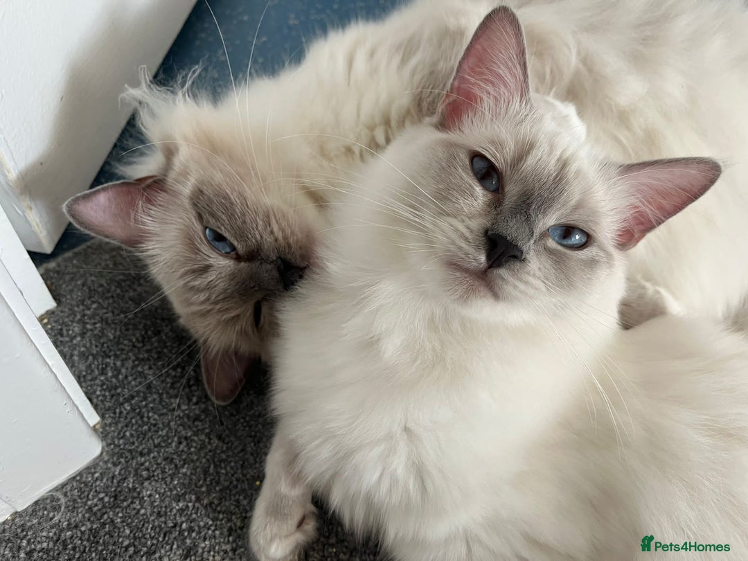 Ragdoll cats for sale: 💔 Rehoming Active Ragdoll Queens TICA Registered - Image 11