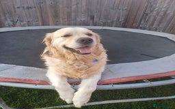 Golden Retriever dogs for sale: 🐾 Golden Retriever Puppies – Ready in December 🐾 - Image 18