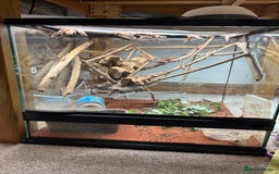 Chameleon reptiles for sale: Beautiful very tame panther chameleon  - Image 4