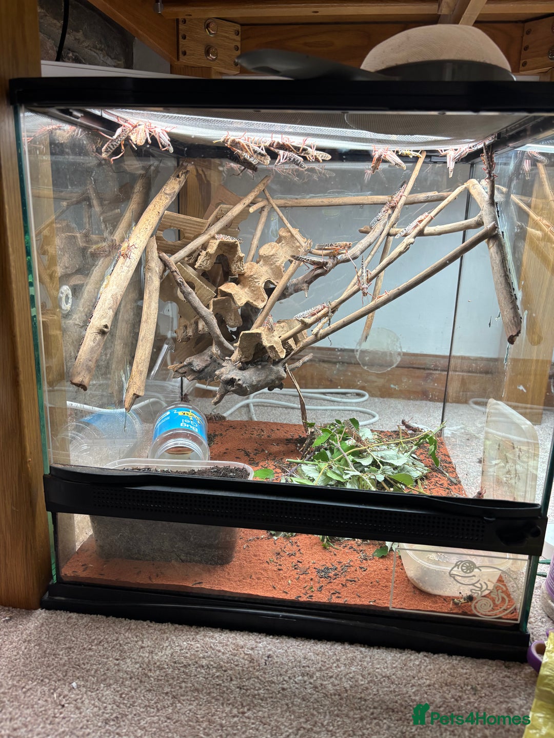 Chameleon reptiles for sale: Beautiful very tame panther chameleon  - Image 4