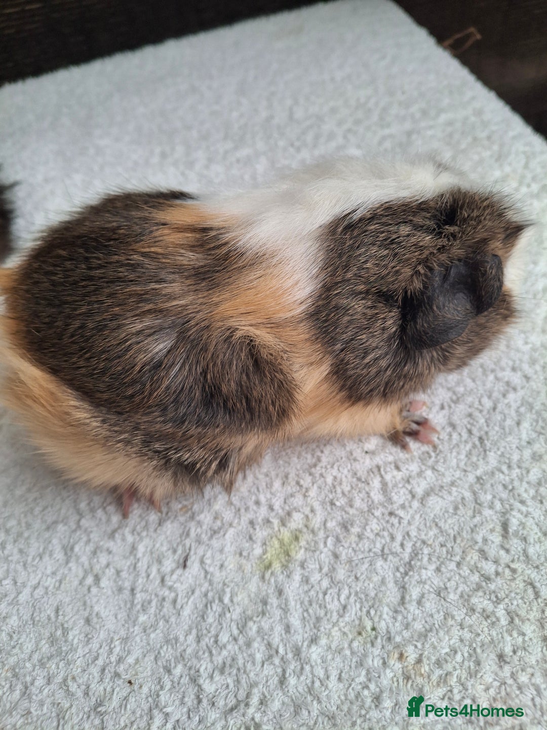 Guinea Pig rodents for sale: Baby Female Guineapigs  - Image 5