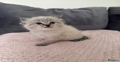 Ragdoll cats - Advert 4