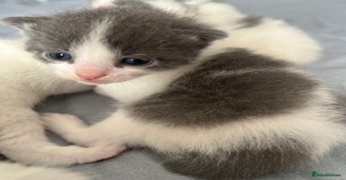 Mixed Breed cats - Advert 16