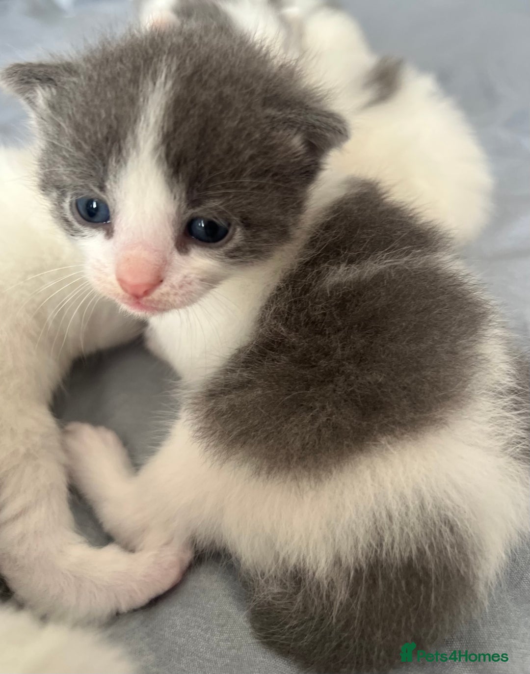Mixed Breed cats for sale: ❤️*Blue/white & black/white friendly kittens*❤️ - Image 2