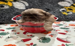 Shih Tzu dogs for sale: shih tzu F1 puppies  - Advert 11
