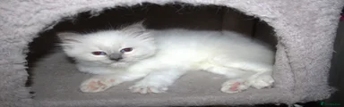 Finnley